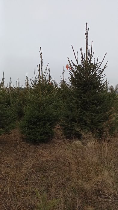 Choinki choinka świerk srebrny kłujący pospolity