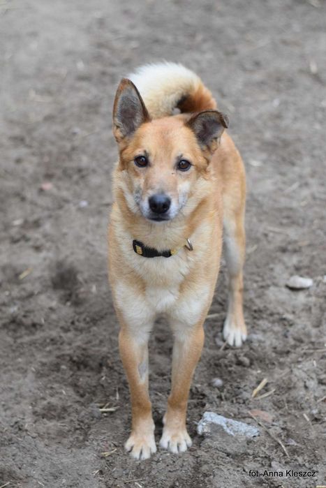 Kaki | 6 lat | 13 kg | pies do adopcji | Toruń