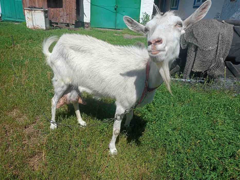 Продам дійну козу.