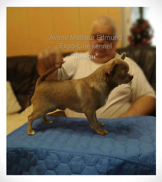 Вязка лиловый Чихуахуа, КСУ, плем-сертификат, стандарт