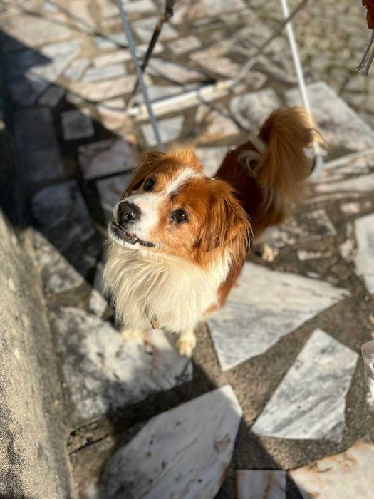 O Black e Pantufa procuram um novo lar