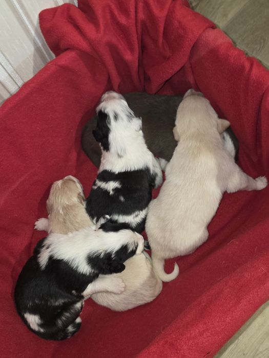 Бордер коллі щенки