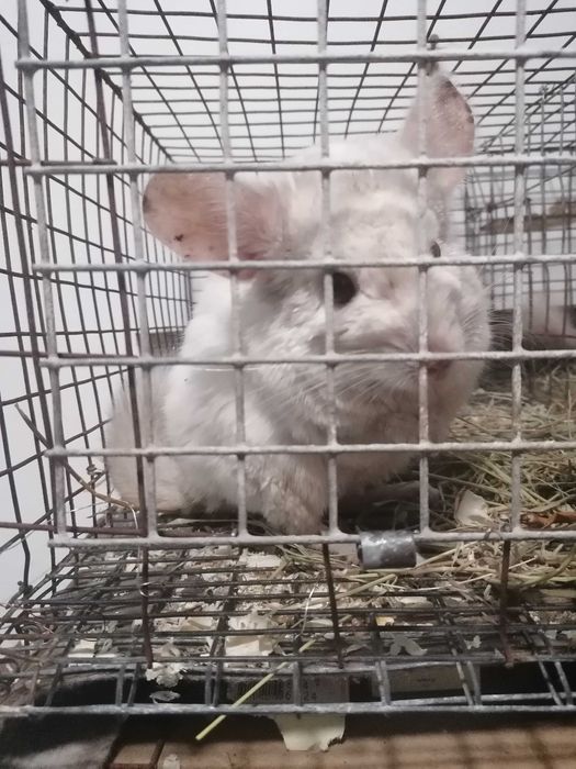 Віддам пару пухнастий гризунів