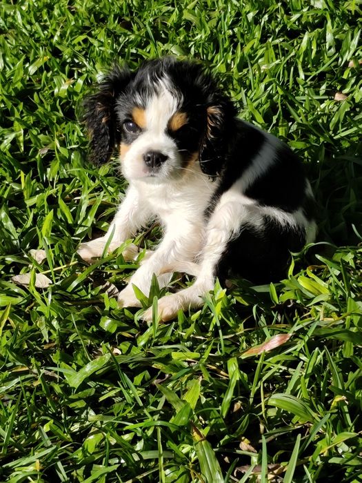Cavalier King Charles Macho