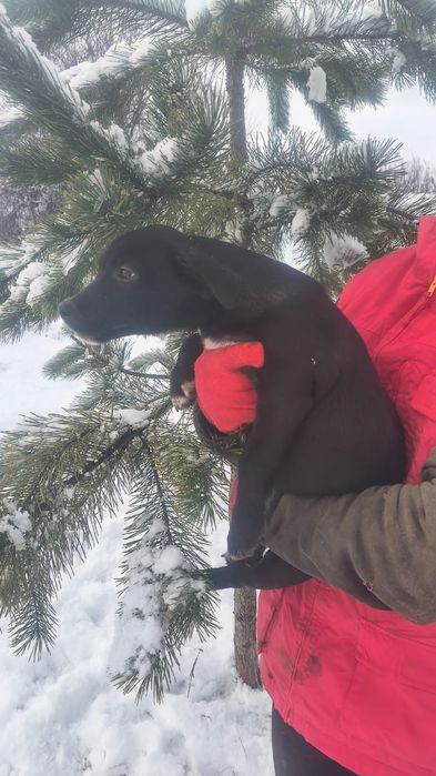 Віддам в добрі руки