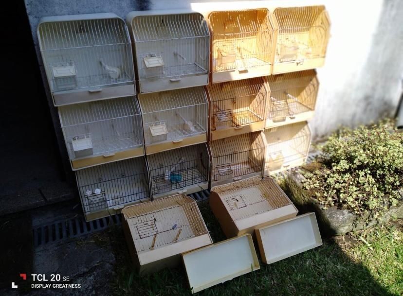 Quatro Gaiolões + Doze Gaiolas De Exposição + Gaiolão De Madeira