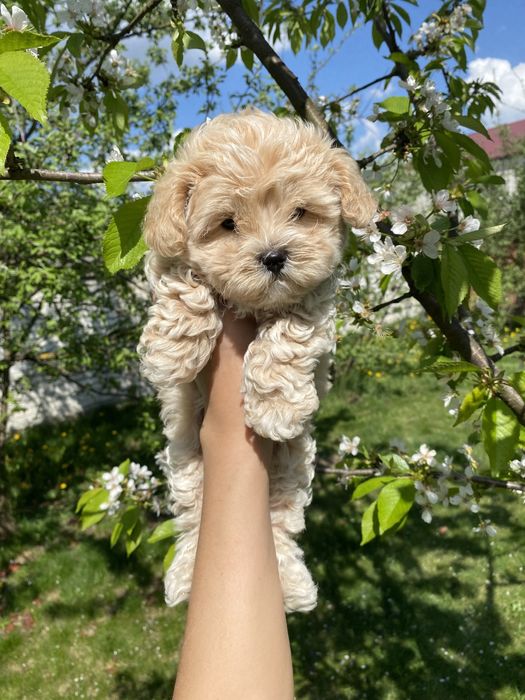 Міні мальтипу ф1 чіповані