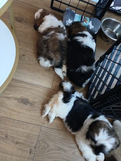 Shih tzu do rezerwacji