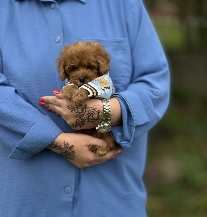Мальтіпу хлопчик — маленьке сердечко для дому