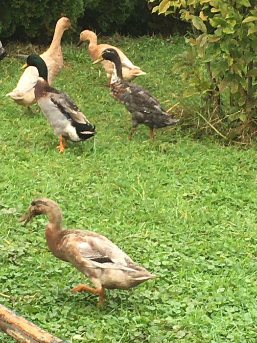 Biegusy indyjskie kaczki i kaczory