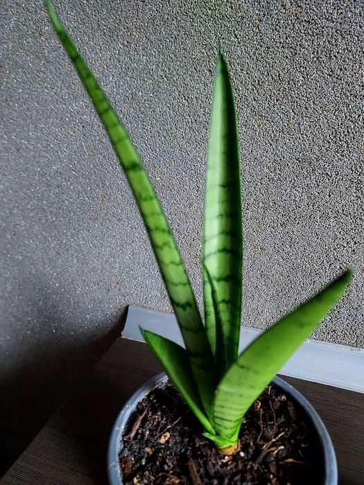 Sansevieria Green Parrot