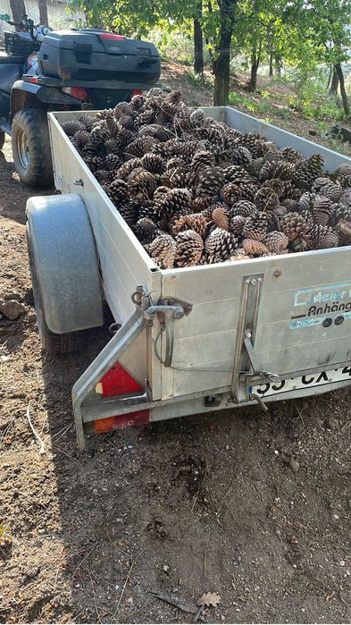 Pinhas para venda