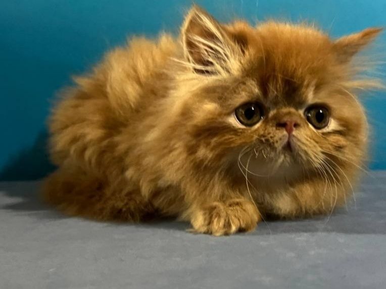 Персидські кошенята