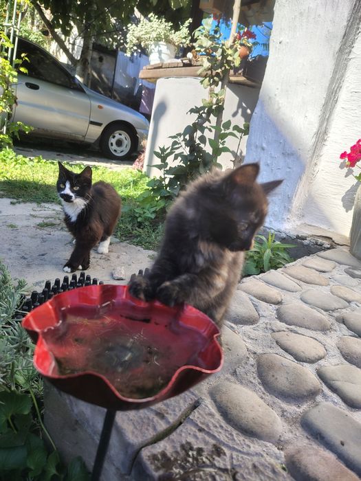 віддам кошенят а добрі руки