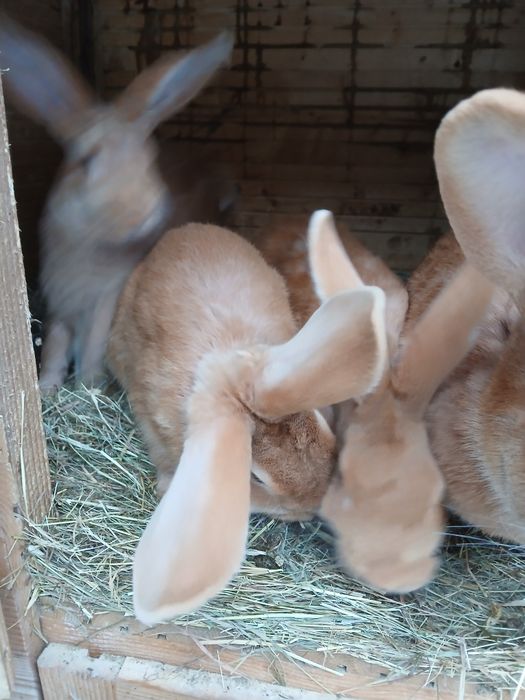 Witam posiadam na sprzedarz burgundy samce i samice