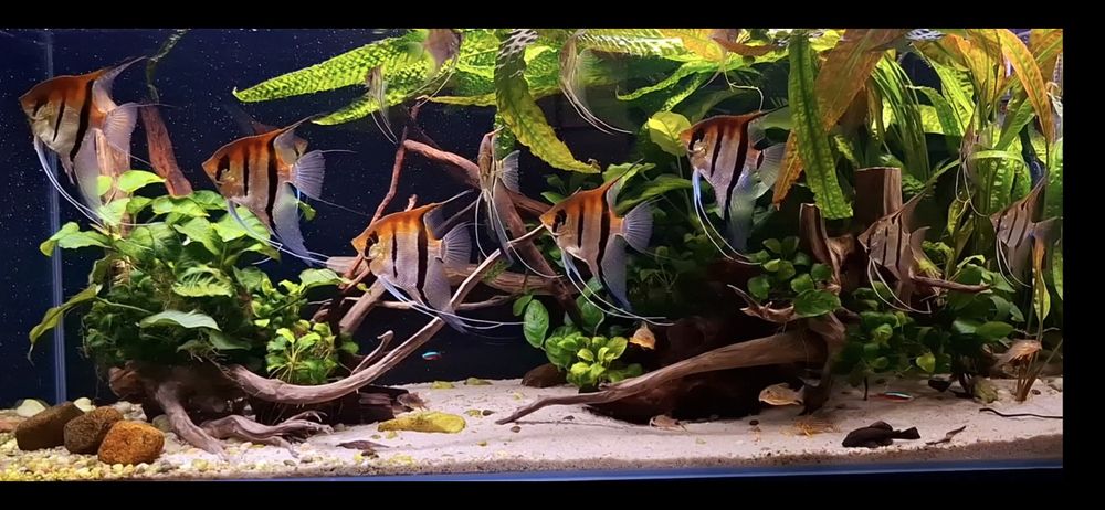 Skalary Manacapuru Redback REZERWACJA