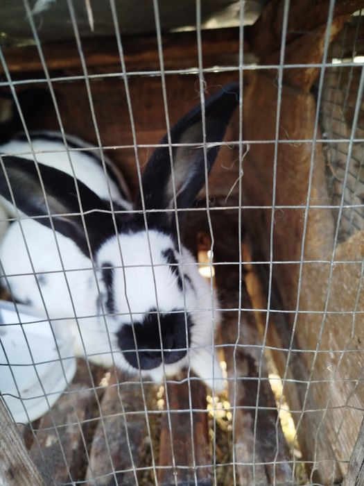 Кролик строкач жива вага