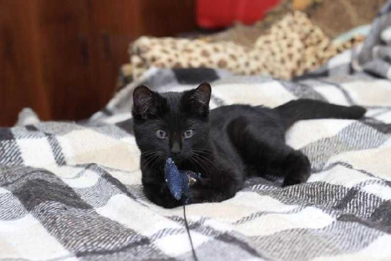 Граціозна малеча  - кішечка Лія, 3 міс