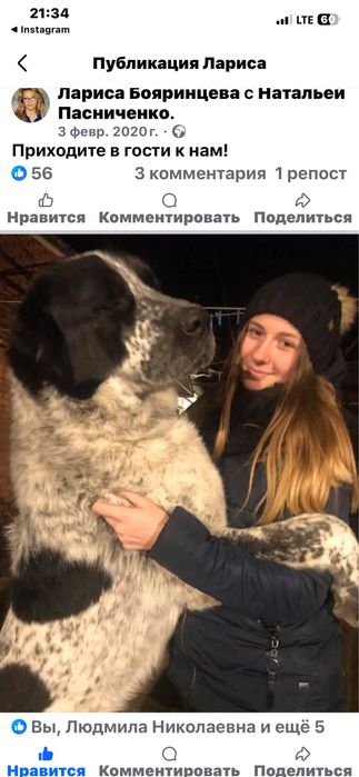 Щенок сао алабай 10 мес тигр