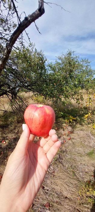 12 сот під садівництво Великі Дмитровичі
