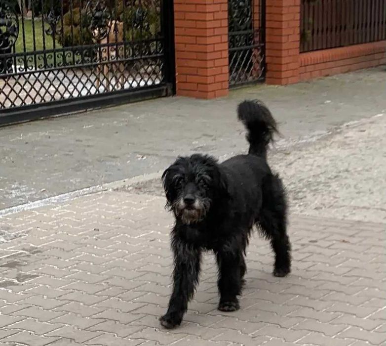 Oddam psa rasowego bez rodowodu terier rosyjski