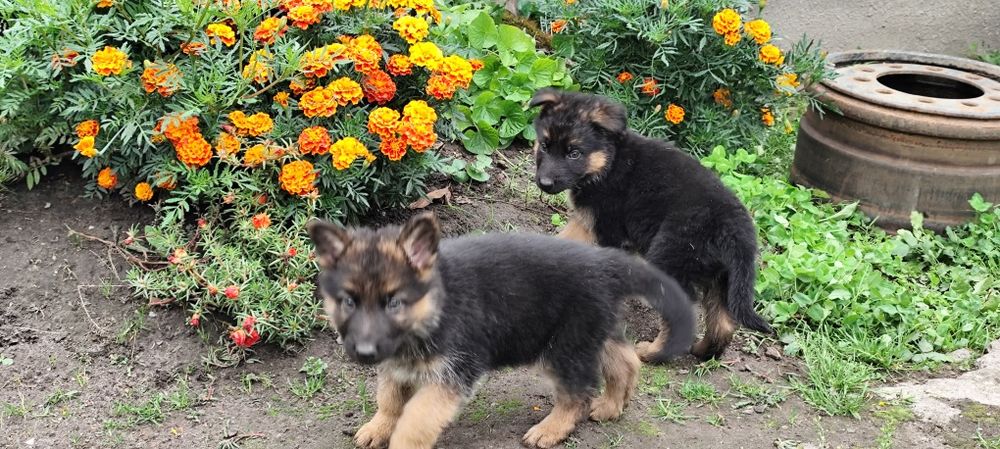 Продам цуценят Німецької вівчарки.