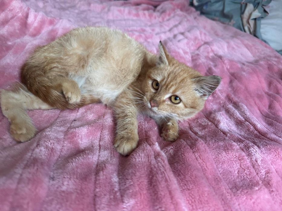 Кошеня 4 міс. в хороші руки