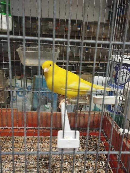 vermelhos e amarelos 2025