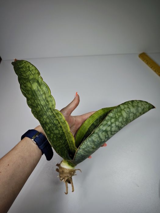 Sansevieria Mafinga Es849 var