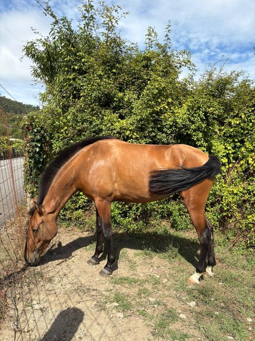 Egua Puro sangue lusitano