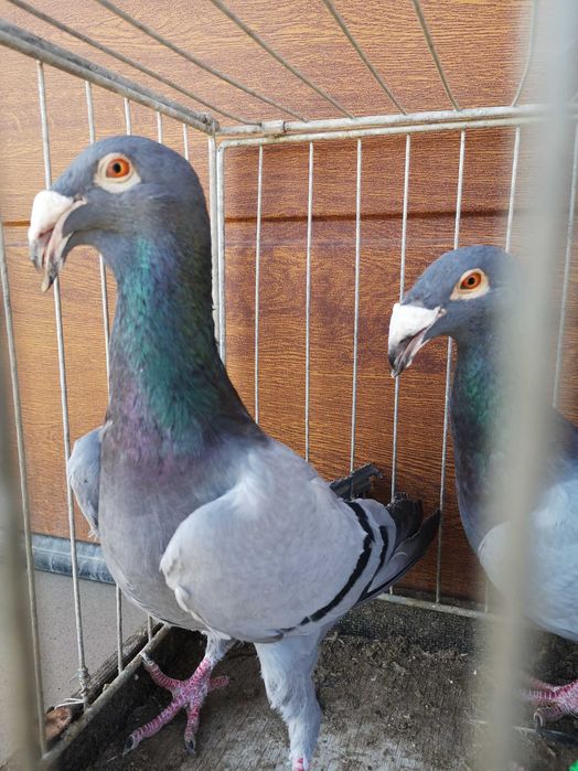 Gołebie Rzeszowskie