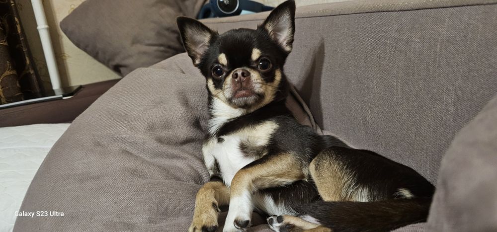 Шукаємо дівчинку для вязки