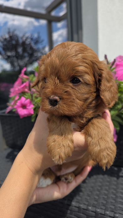 Cavapoo suczka Hodowla Issa OSPiKR - badania rodziców