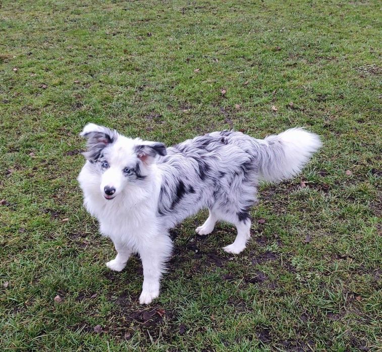 Śliczna dziewczynka blue merle NYKS Del Quatro Amo