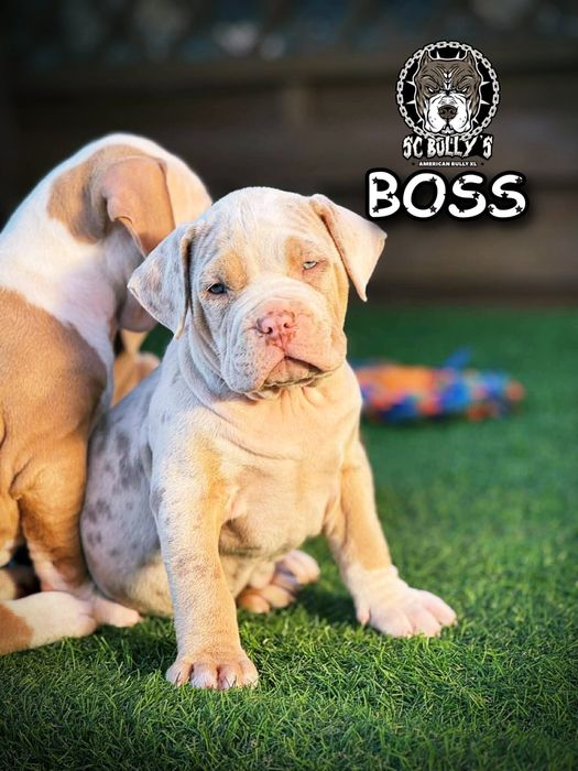 American Bully XL ABKC merle tricolor