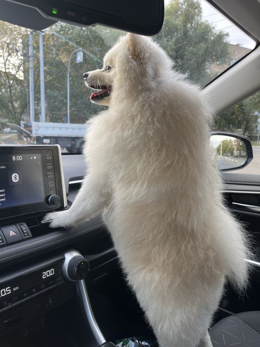 Вʼязка померанський шпіц