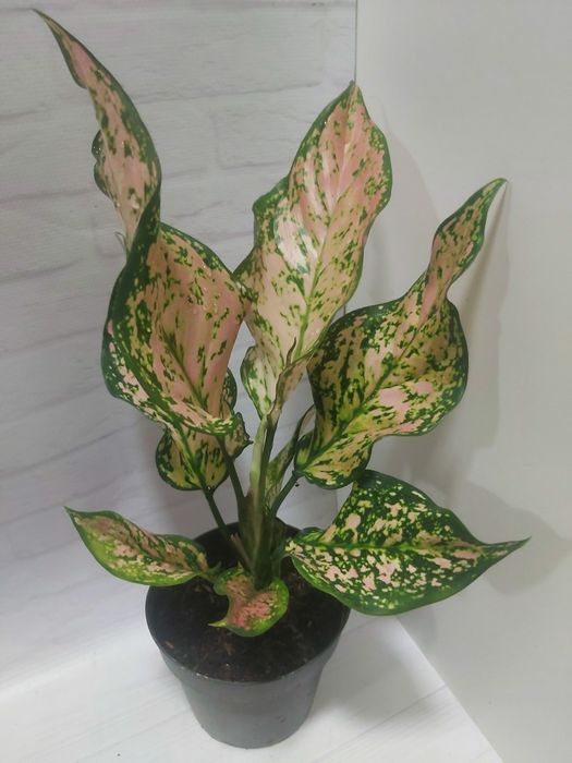 Аглаонема   Pink Dolphin             .