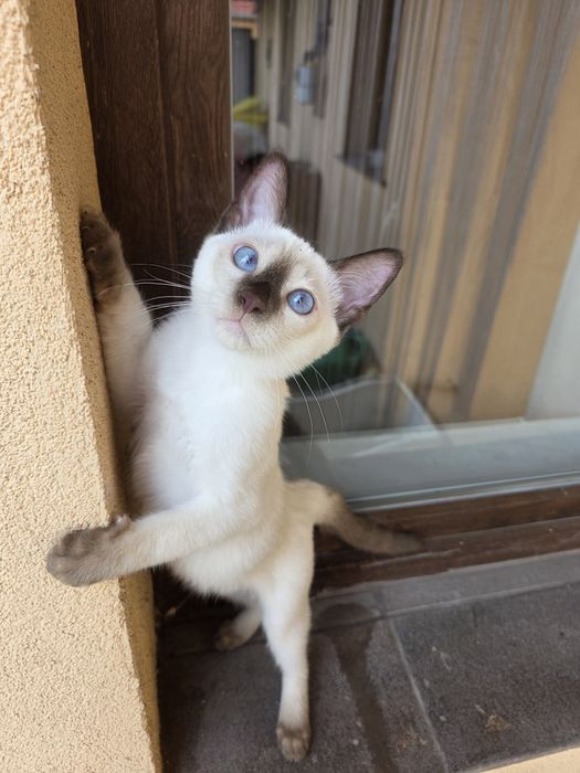 Тайский котенок мальчик