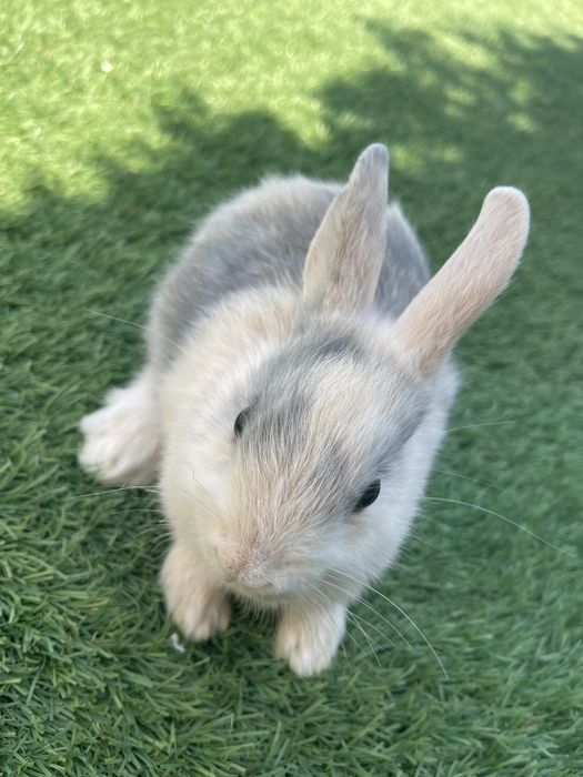 Coelhos mini toy