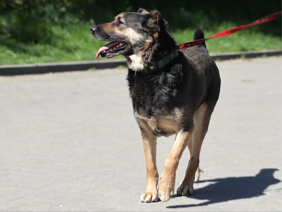 Przekochany Borysek szuka domu