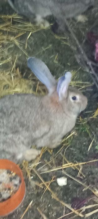 Kroliki belgijskie