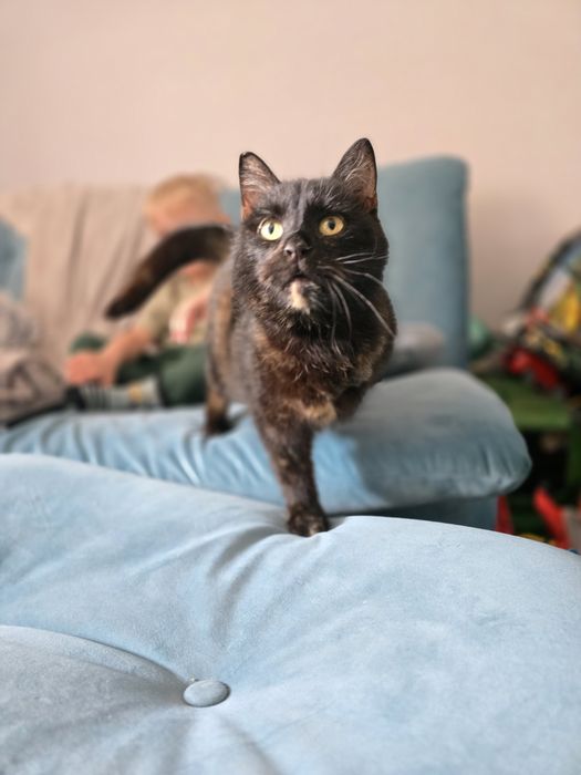 Trojłapka poleca się do adopcji