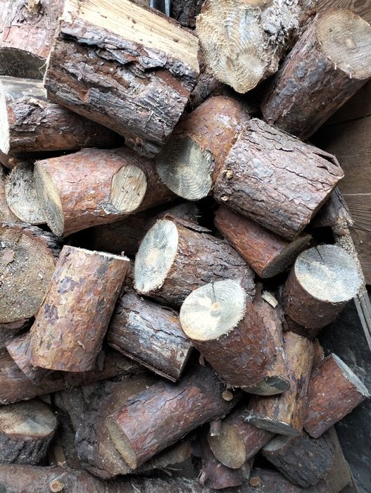 Sprzedam drzewo sosna