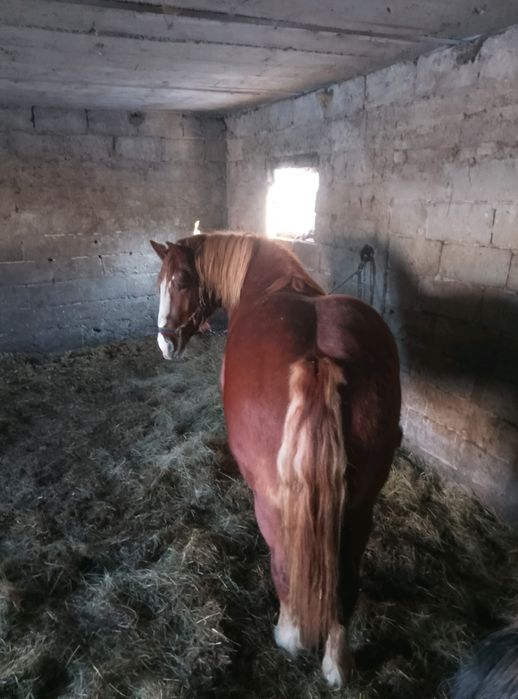 Konie, źrebaki i klacze