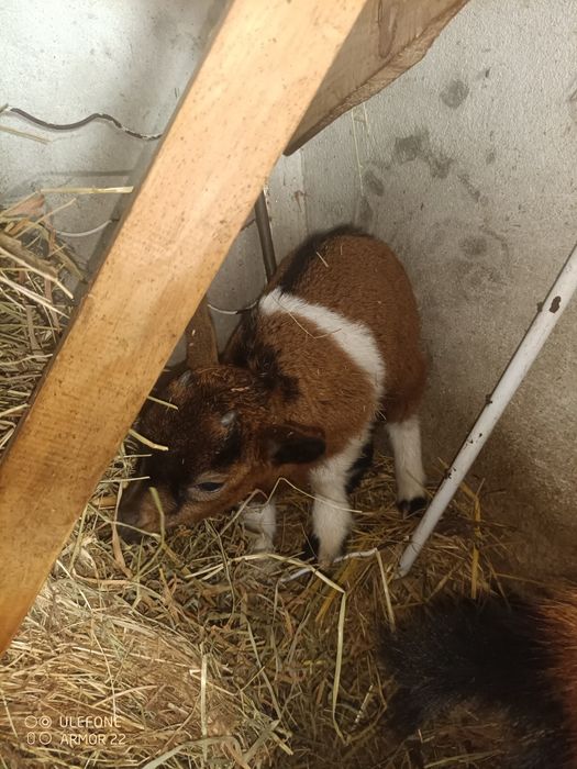 Tenho cabritos anões para ceder