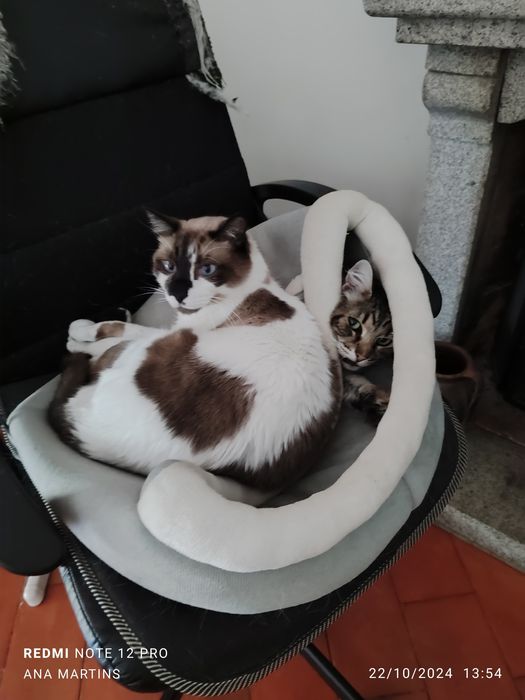 Pet Sitting & Reiki 4 Pets em Viseu