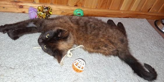 Trzymiesięczna Mrunia czeka na drugą szansę na życie