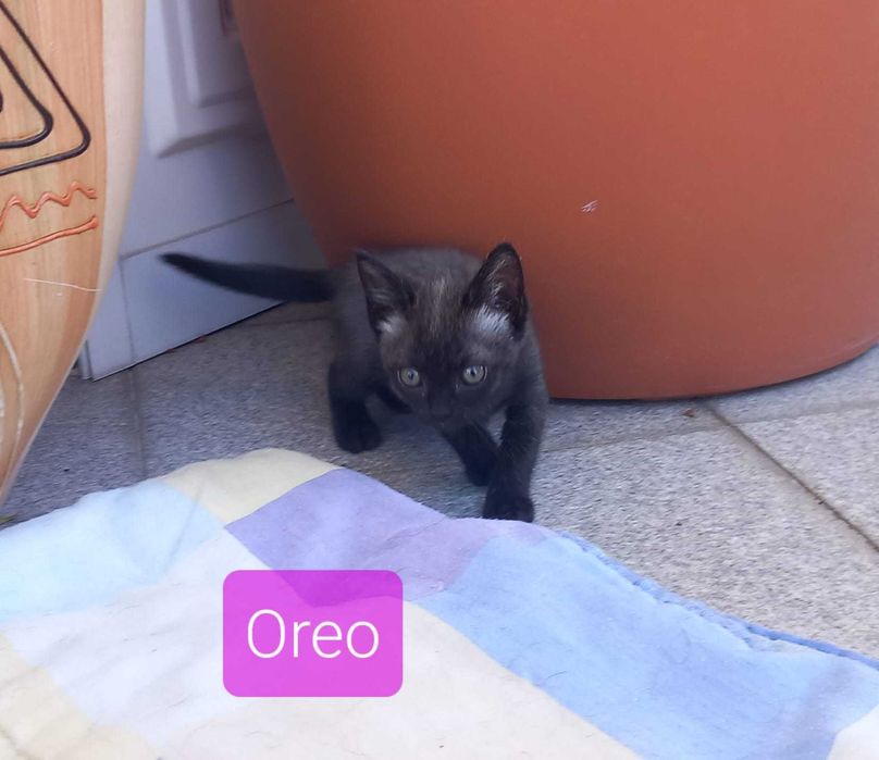 Gatinhos bebés para adoção