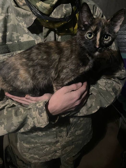 Котики в добрі руки