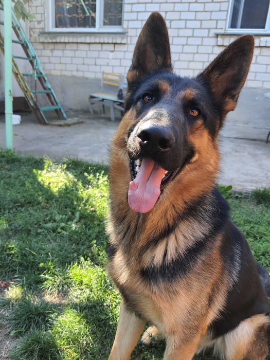 Мальчик немецкой овчарки ищет невесту )